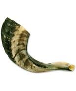 Traditional Shofar From Israel, Jewish Natural Musical Instrument,, 12&quot;). - $35.94