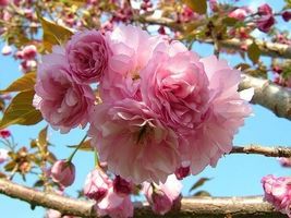 2 Kwanzan Flowering Cherry trees 2.5&quot; pots - $10.95