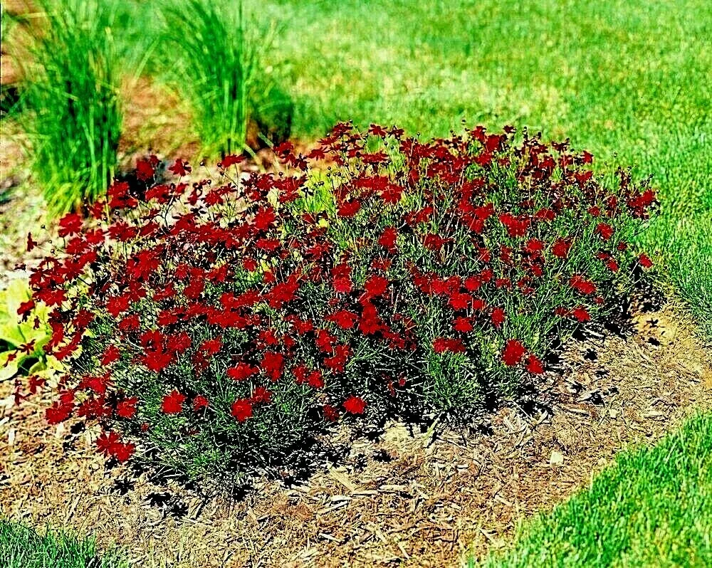 2000 Of Dwarf Red Plains Coreopsis Seeds Native Wildflower Drought Heat - £3.90 GBP