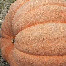 SHIP FROM US 4 g ~10 Seeds - Atlantic Giant Pumpkin Seeds - Non-GMO, TM11 - £14.90 GBP