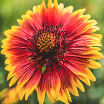 USA SELLER Indian Blanket Flower Firewheel Daisy Gaillardia Sun Flower F... - £9.07 GBP