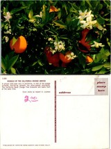 California Orange Groves(Orchards) &amp; Snow Capped Mountains Vintage Postcard - £7.49 GBP