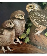 Little Owl Art Print Color Plate Birds Of Prey Vintage Nature 1979 DWT11A - €30,16 EUR