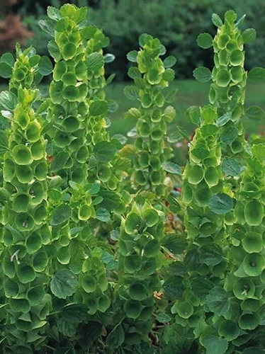THJAR Moluccella &#39;Bells of Ireland&#39; 35 seed - $3.20