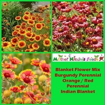 150 Seeds of BLANKET FLOWER Mix Annual &amp; Perennial Hummingbirds Butterflies NonG - £9.42 GBP