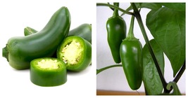 Jalapeno M Hot Spicy Pepper Vegetable Seeds 600 Fresh Seeds - £15.71 GBP