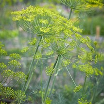 Bouquet Dill Seeds 500 Seeds Heirloom Non Gmo Fresh New - $7.58