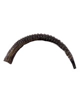 Antelope Shofar or Trumpet, African Antelope Shofar Size XXXL, Slightly ... - $266.31