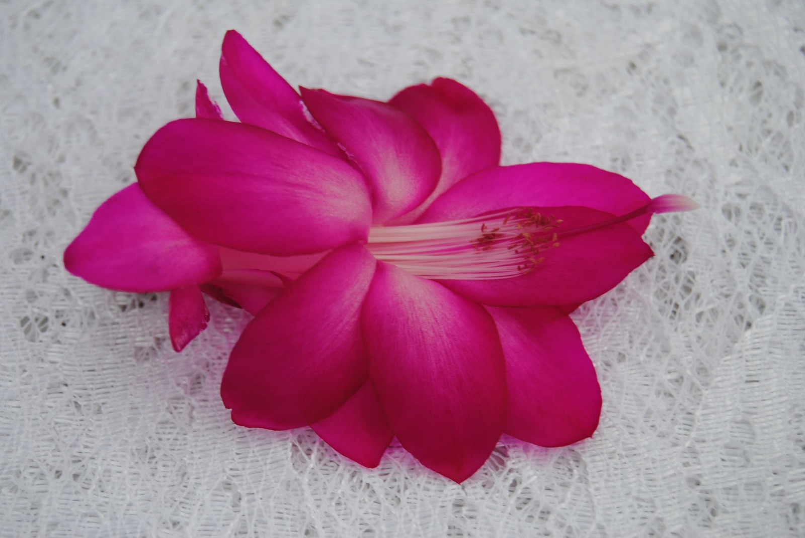 Sterling~~Christmas Cactus Well Rooted Starter Plant~~ Schlumbergera Tru... - $19.99