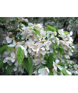 PS 25 Cinderella Crabapple Seeds Fast Grow - $12.67