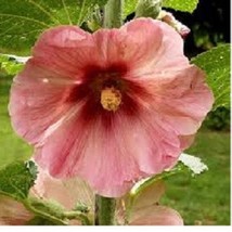 50 Salmon Color Giant Hollyhock Alcea Rosea Perennial Flower Seeds Gardening USA - £8.04 GBP