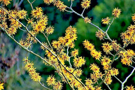 BPA 25 Seeds American Witch Hazel Hamamelis Virginiana Alder Shrub Tree Yellow F - £7.89 GBP