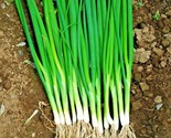 500 Seeds Japanese Evergreen Bunching Green Onion Seeds Welsh Nebuka He ... - $8.99