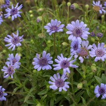 Blues Felicia Daisy Seeds - 100 Seeds Free Shipping - $75.58 MXN