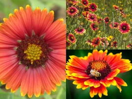 200+INDIAN Blanket Flower Annual Native Wildflower Seeds Drought Heat Container - £13.34 GBP