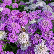 Candytuft Seeds 500+ Annual Globe Flower Mixed Colors Pink White - £7.78 GBP