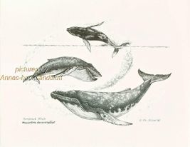 #321 HUMPBACK WHALE whales art print * Pen and ink drawing by Jan Jellins - $12.38