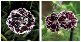 Carnation &#39;Black &amp; White Minstrel&#39; Flower Dianthus Chinensis Heddewigii ... - $31.99