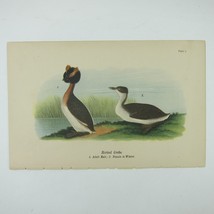 Bird Lithograph Print Horned Grebe after John James Audubon Antique 1890 - £16.02 GBP
