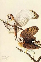 Barn Owl by John James Audubon - Art Print - £17.23 GBP+