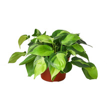 6" Pot - Philodendron Hederaceum 'Brasil' - Houseplant - Living Room - FREE SHIP - £61.01 GBP