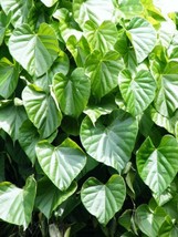 Tinospora Cordifolia Heart Leaved Moonseed Vine Seeds Garden USA SELLER - £14.32 GBP