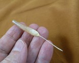 (w32-16) North American Porcupine tail quill Erethizon dorsatum craft su... - $16.82