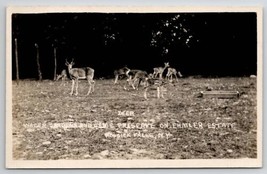 Hoosick Falls NY Deer Water Gardens Game Preserve On Ehmler Estate Postcard U25 - £8.02 GBP