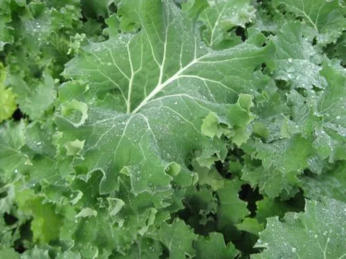 Fresh Seeds Kale Dwarf Siberian Improved Great Vegetable 1000 Seeds - £9.14 GBP