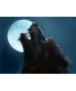 HAUNTED WEREWOLF male Shape Shift  power  Black Siberian  Werewolf  myst... - $64.99