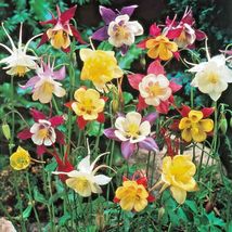 200 Columbine Mix Seeds Perennial Native Wildflower Shade Garden Container Easy - £9.57 GBP