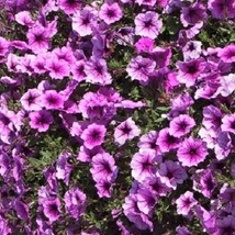 1R9D1 Easy Wave Plum Vein 25 Pelleted Petunia Seeds Gardening USA Shipping - £16.44 GBP