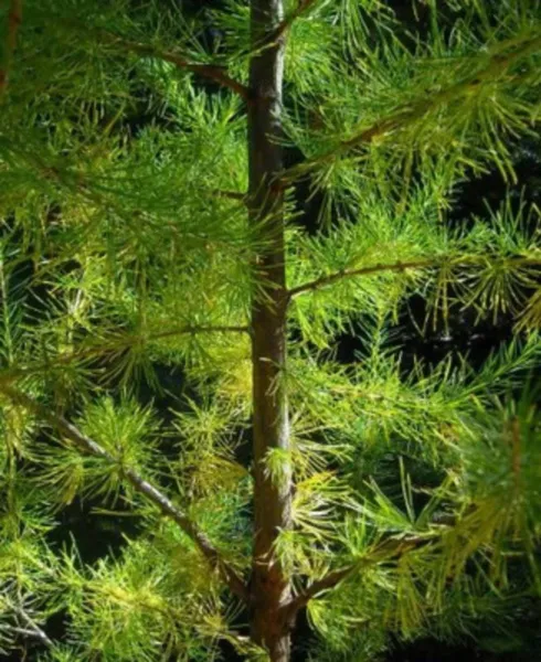 Top Seller 25 European Larch Tree Pine Pinetree Evergreen Larix Decidua ... - $14.60