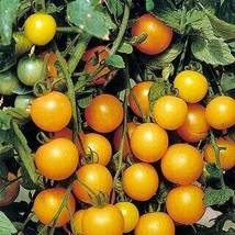 UK Organic Bright Yellow Round Cherry Tomato, 100 Seeds - £8.21 GBP