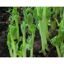 Usui Pea Seeds Gardening Easy Grow Usa Shipping - $8.48