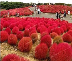 500PCS Kochia scoparia Seeds Burning Bush  Fire Red Color - $7.98