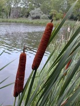 USA Cattails Cat Tails Typha Latifolia Water Pond Grass Flower 50 Seeds - £8.81 GBP