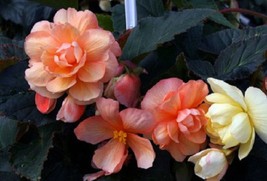 30 Begonia Seeds Illumination Peaches Cream Pelleted Seeds - Garden - FREE SHIP - $39.99