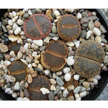 100 Seeds Lithops Aucampiae C298 Succulents Plants Seeds Garden Beautiful USA SE - $9.95