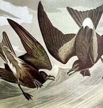 Leach&#39;s Petrel Bird 1950 Lithograph Art Print Audubon Nature 1st Edition... - $19.99
