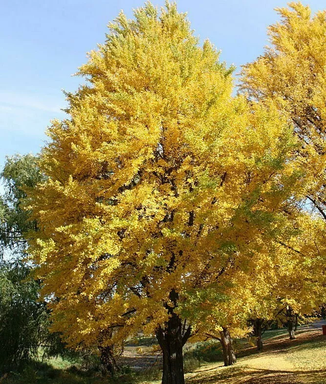 2 Ginkgo (Maidenhair) Trees 12-15&quot; Tall Live Plants 4&quot;s Ginkgo biloba - £55.80 GBP