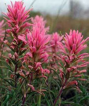 Castilleja Sessiliflora Downy Indian Paintbrush Paintedcup, 50 Seeds D - $14.35