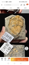 Item image 13
