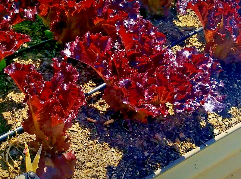 HT 1000 Ruby Lettuce Spring Mix Salads Vegetable Hardy Heirloom Non Gmo Garden S - $14.12