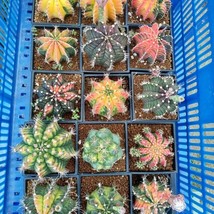 Seeds USA Seller 10 Seeds Mix Succulent Seeds Lithops Rare Living Stones... - £10.43 GBP