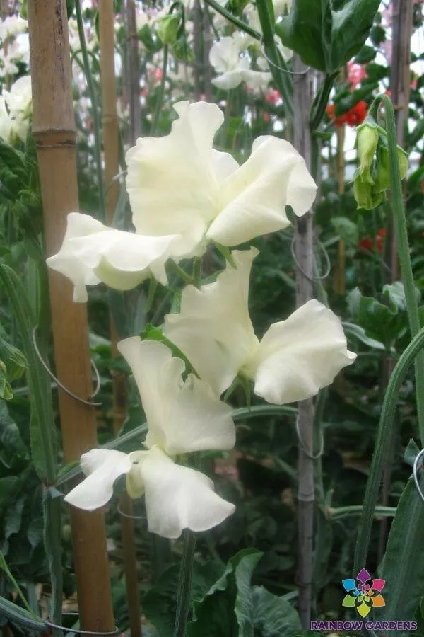 US Seller 50 Jilly Sweet Pea Seeds New Fresh - $5.48