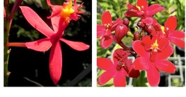 Beautiful 2 epidendrum radicans ground orchid cuttings Red - £26.37 GBP