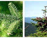 90 seeds Canaan Fir (Abies balsamea var. phanerolepis), Fresh Garden - £23.56 GBP