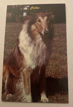 Vintage Postcard Unposted Dogs  Adult Collie Dog - £2.41 GBP