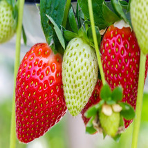 Ozark Everbearing 25 Live Strawberry Plants, NON GMO, - £25.12 GBP